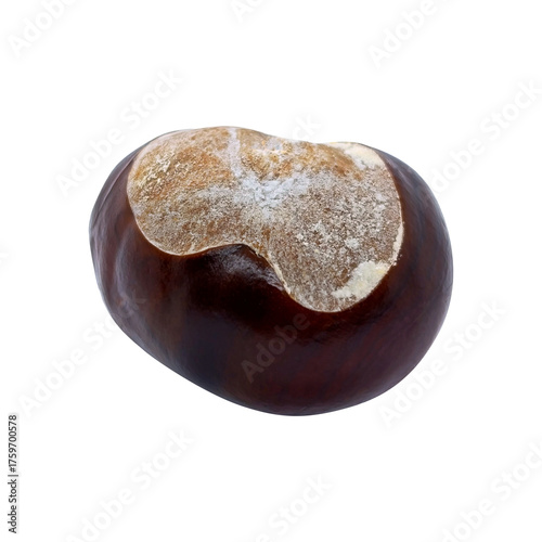 Fresh brown chestnut without shell isolated on PNG background. Autumn harvest, nature design, and thanksgiving projects.