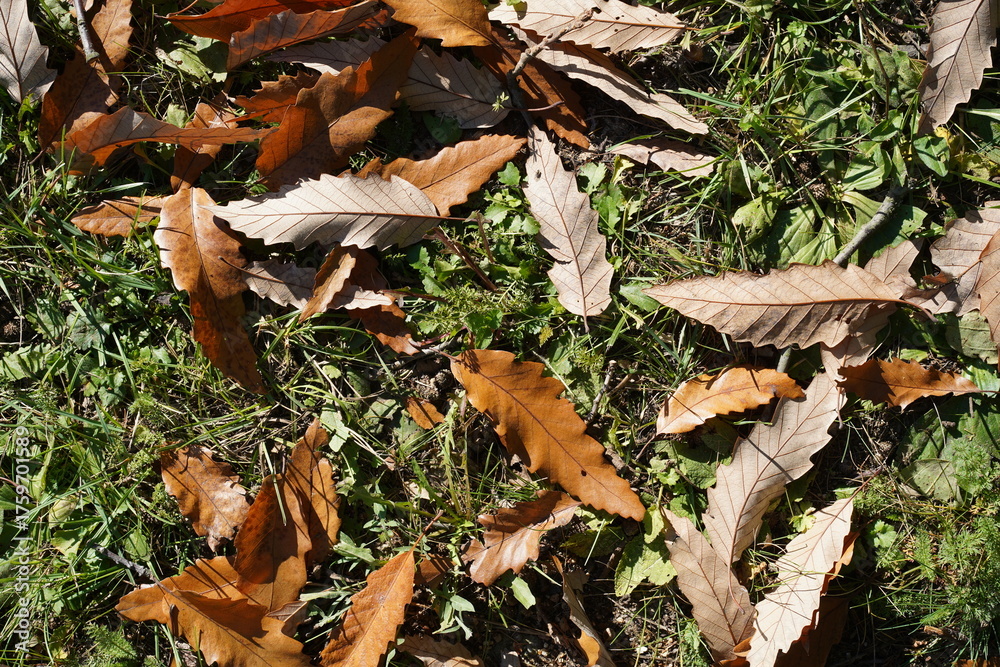 Fototapeta premium Gefallene Blätter einer Kastanienblättrigen Eiche (Quercus castaneifolia) auf Grasboden im Sonnenlicht