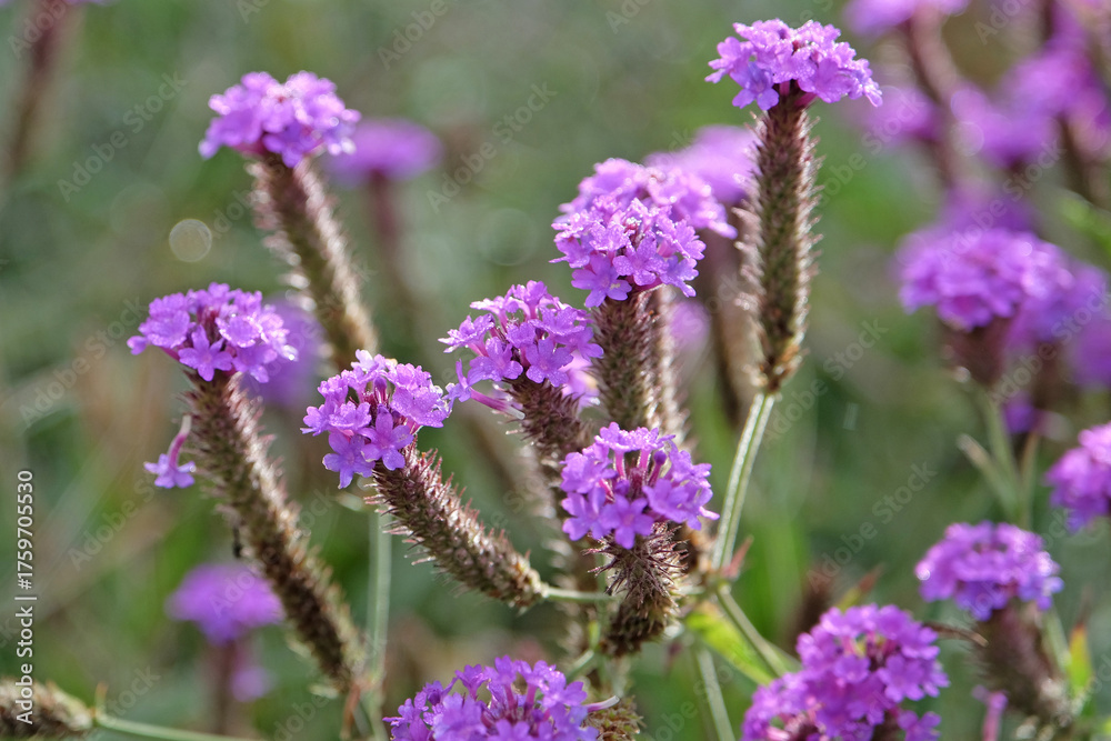 Obraz premium Purple Verbena rigida, slender vervain, in flower.
