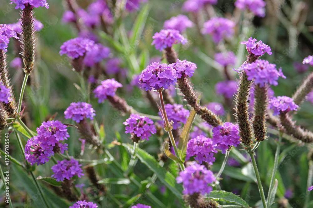Obraz premium Purple Verbena rigida, slender vervain, in flower.