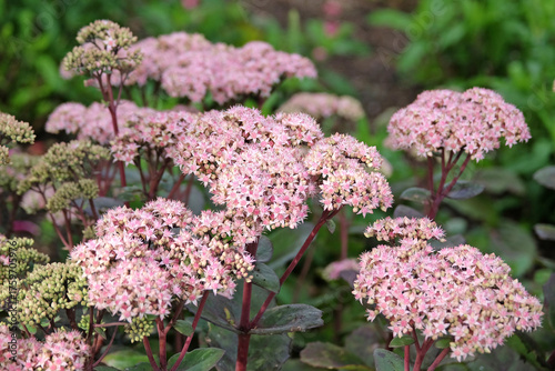 Photos Pale pink Hylotelephium ‘Matrona’ also known as a stonecrop or sedum, in flower