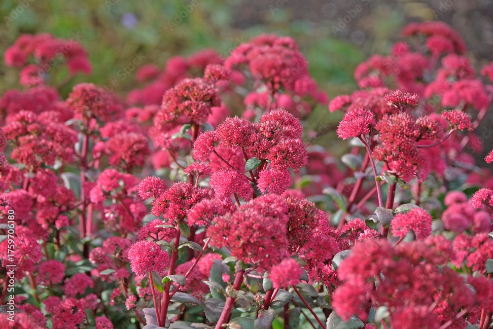 Obraz premium Pink red Hylotelephium ‘Red Cauli’ also known as a stonecrop or sedum, in flower.