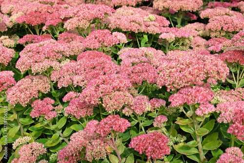 Bild auf Leinwand Pink Hylotelephium ‘Herbstfreude’ also known as a stonecrop or sedum, in flower