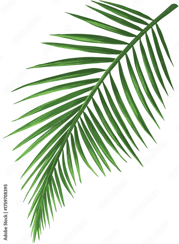 Obraz premium 야자수