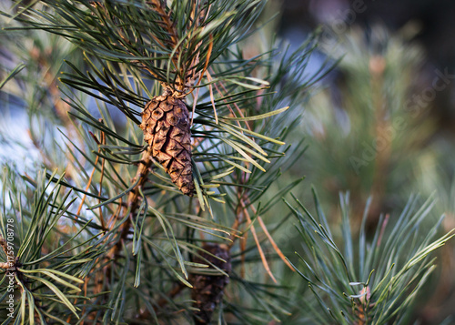 
pine cone on a pine branch
