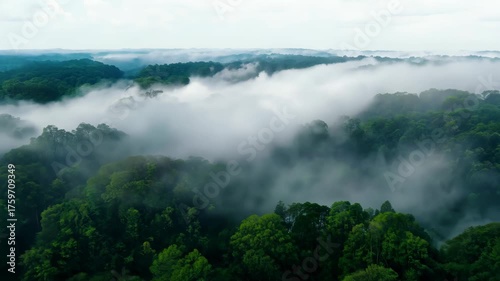 This breathtaking image captures a lush green forest enveloped in mist, showcasing the beauty of nature and tranquil scenery from an aerial perspective.