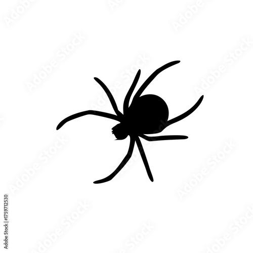 spider silhouette