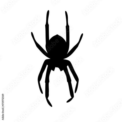 spider silhouette
