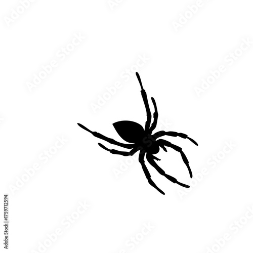 spider silhouette