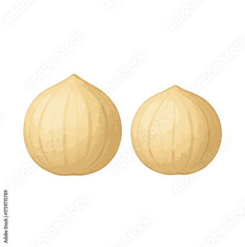 Two peeled hazelnuts on white background filbert food