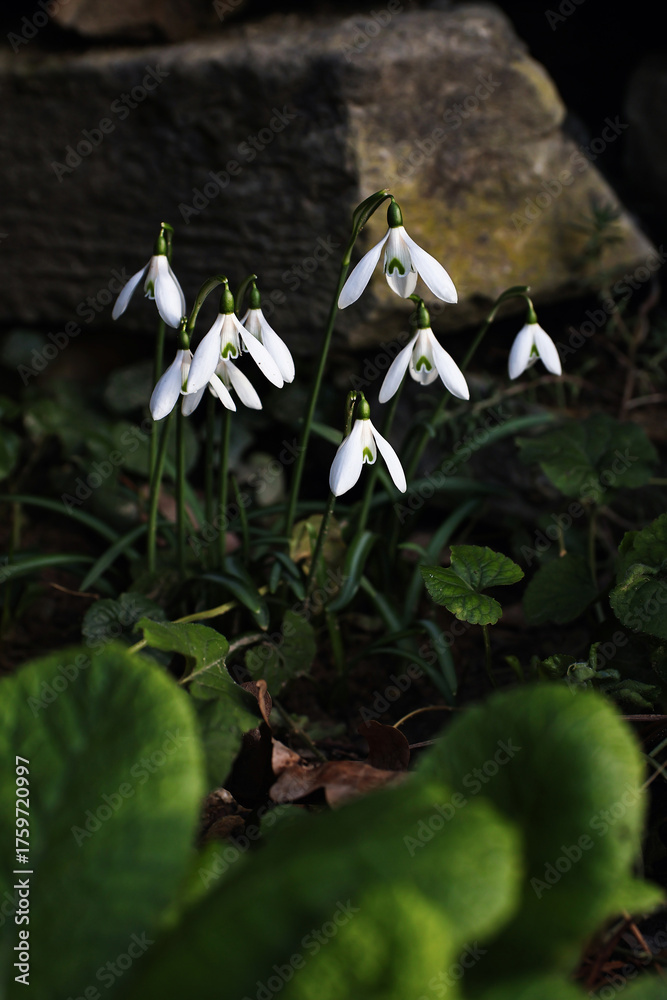 Obraz premium Delicate white snowdrops blooming in early spring. Fresh natural flowers growing in the wild, symbolizing renewal and purity. A soft close-up of nature awakening after winter.