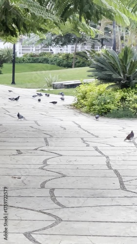 Flock Pigeons birds eating at park in Cairo, Egypt. 4K Footage	
