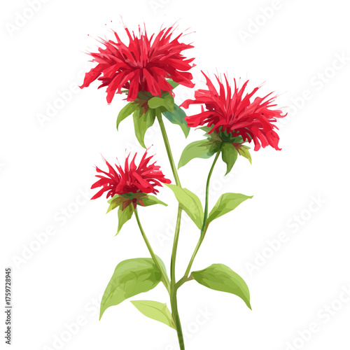 An EPS format illustration, A Simple 2D vibrant bee balm plant Collection isolated on a white background, vector, simple flat 2D icon, minimalist design, flower collection