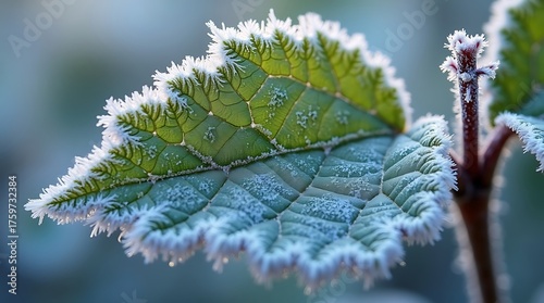 Detailed view of a jagged green leaf edge adorned with sparkling frost crystals