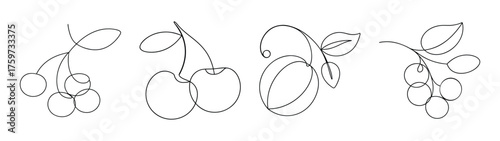 Outline drawings of various berries and fruits including blackcurrants and cherries on for design