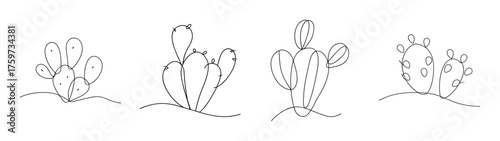 Line art drawings of prickly pear cactus plants in various stages of growth and blooming showing intricate detail and organic shapes