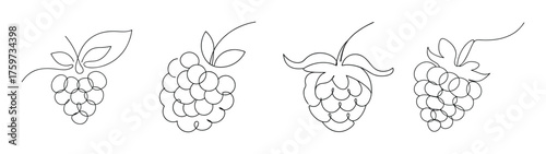 Delicate outline sketch of boysenberry clusters suggesting natural beauty and agricultural bounty