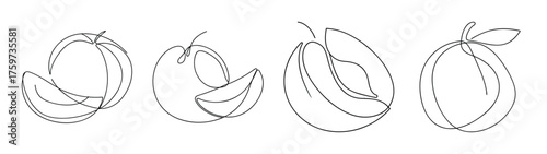 Detailed sketch of cantaloupe halves and whole fruit featuring seed cavity and textured rind