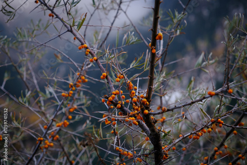 A sea buckthorn branch features densely packed, bright orange berries against a blurred background. Autumn harvest, vitamins, beneficial properties, and the beauty of nature.