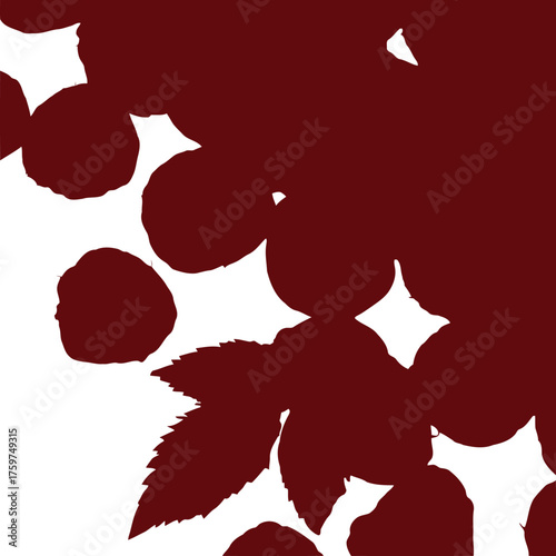 Fresh red raspberries and green leaves on white background close up studio shot raspberry fruit