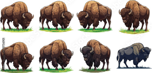 Strong American bison illustration set, wild buffalo animal vector design, grazing and standing poses on grass, wildlife nature artwork