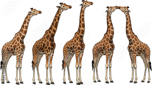 Giraffe illustration set, tall African wildlife animal art, savanna giraffes drawing, elegant safari creature, nature design, wild animal artwork.