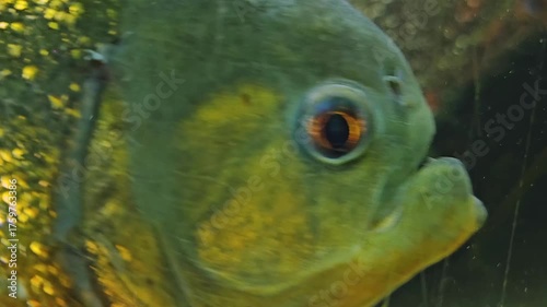 Close up piranha fish swimmng right at the camera underwater in a river