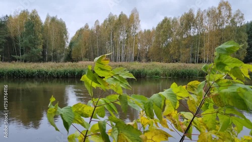 Jesienny las na brzegu rzeki. Drzewa z żółtymi liśćmi