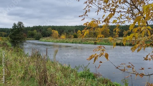 Jesienny las na brzegu rzeki. Drzewa z żółtymi liśćmi