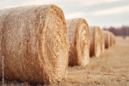 Row of Golden Hay Bales Sits Serenely in a Harvested Field Under Cloudy Sky