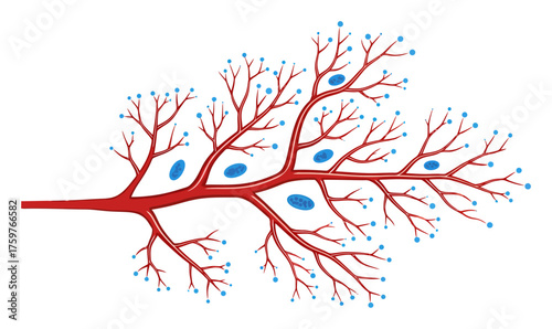 Abstract Microvascular Network - Minimalist Vector Blood Vessel Design