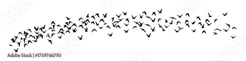 Abstract Minimalist Bird Flock Vector Pattern - Swarm Movement, High Contrast