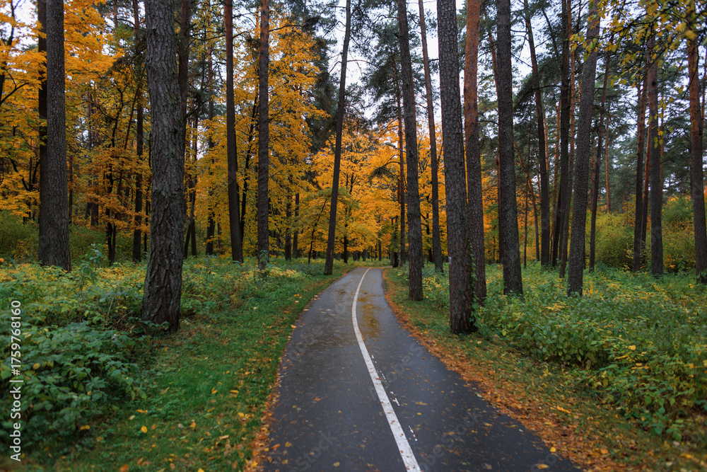 Obraz premium Beautiful autumn forest path surrounded by tall trees with golden leaves, creating a peaceful and scenic atmosphere in nature.
