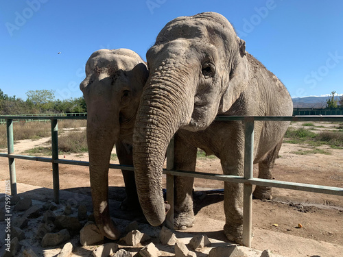 Photography Majestic elephants in a sunny safari park on a summer day