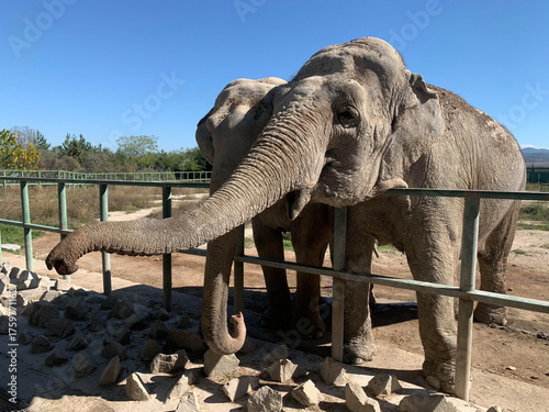 Canvas Print Majestic elephants in a sunny safari park on a summer day