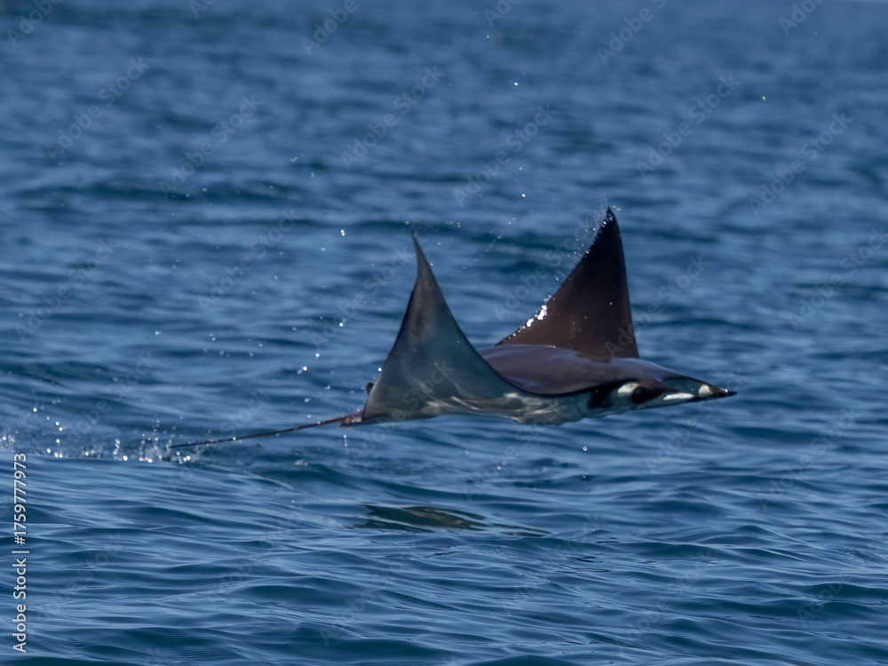 Naklejka premium Flying mobula jumping mobula ray