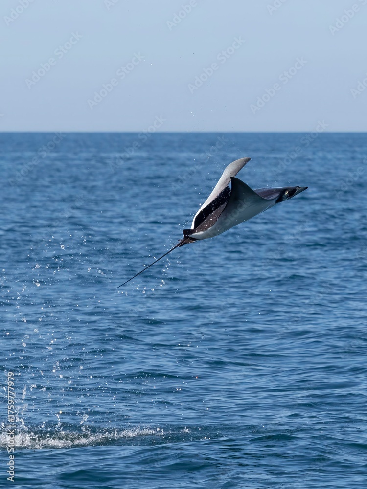 Fototapeta premium Flying mobula jumping mobula ray