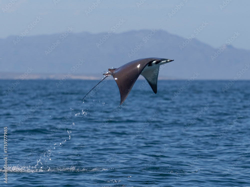 Naklejka premium Flying mobula jumping mobula ray
