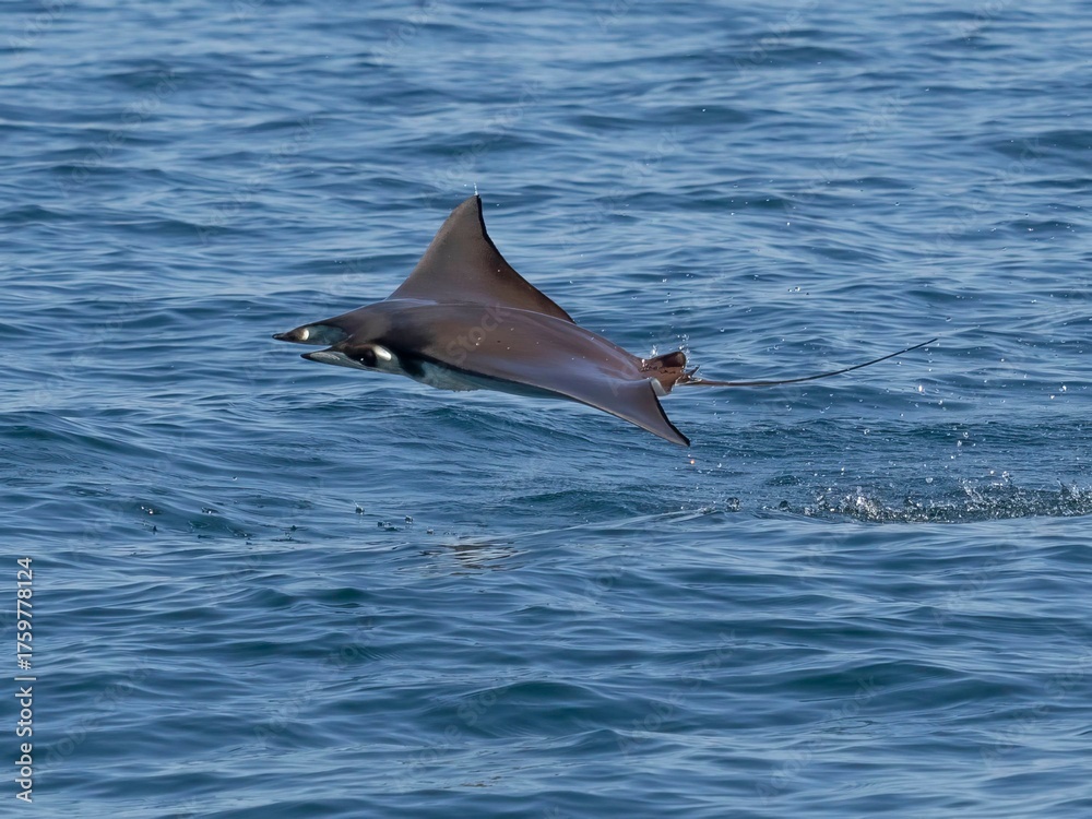 Fototapeta premium Flying mobula jumping mobula ray
