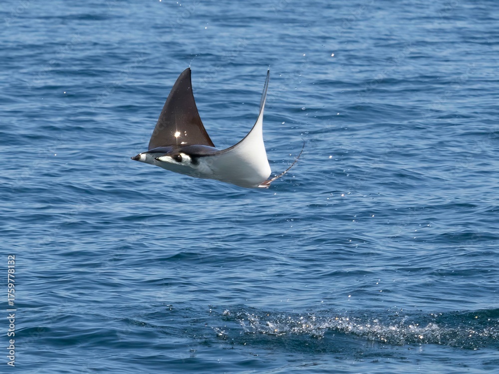 Naklejka premium Flying mobula jumping mobula ray