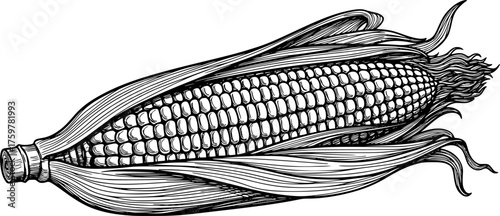 Detailed illustration of corn cobs with husks in black and white sketch style. Vector illustration

