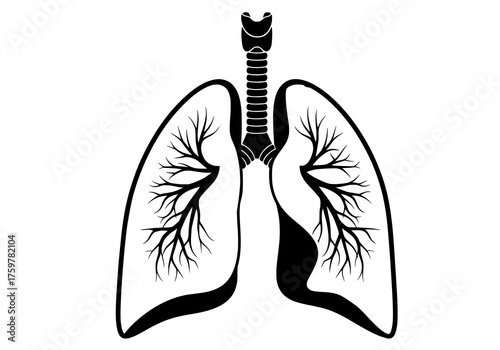 A black silhouette illustration of human lungs. deal for medical, healthcare, anatomy, biology, and education themed designs, posters, infographics, digital artwork, and scientific presentations.
