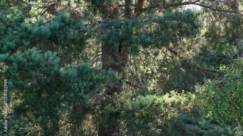 Aerial drone shot rising above forest trees