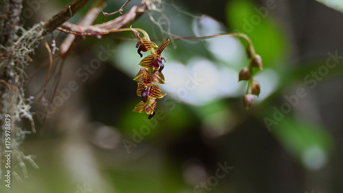 Madagascar orchid blooming in forest.