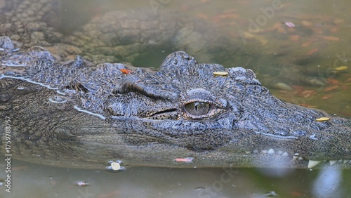 Nile crocodile in shallow water.