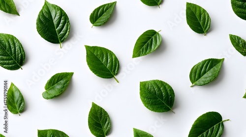 Many green leaves are artfully arranged on a white background.