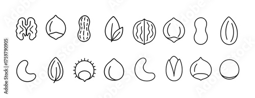 Minimalist outline of various nuts and seeds in linear style collection