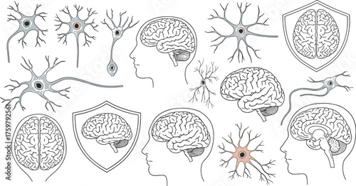 Human Brain and Neurons Illustration Set for Neuroscience, Medical Research, Education, Mental Health Awareness, and Cognitive Function Presentations. Detailed Anatomy, Neurology Study, Protection Shi