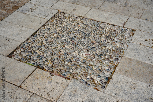 Intricate Mosaic of Small Shells Forming a Textured Surface on Paving Stones, Showcasing the Beauty of Natural Materials and Artistic Design