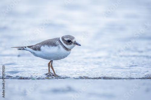 Common ringed plover or ringed plover - Charadrius hiaticula
